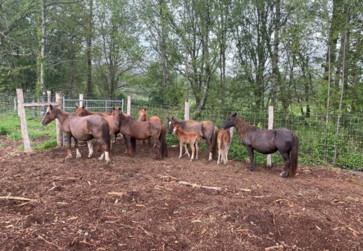O Concello de San Sadurniño publica un bando instando ao posible propietario dunha manda de cabalos a que se faga cargo dos animais